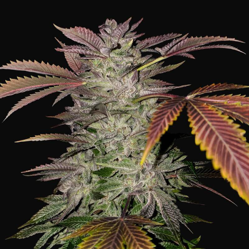 Gelato Cake - T.H.Seeds graines féminisée
