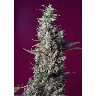 Sweet Cherry Pie - Féminisée - Sweet Seeds