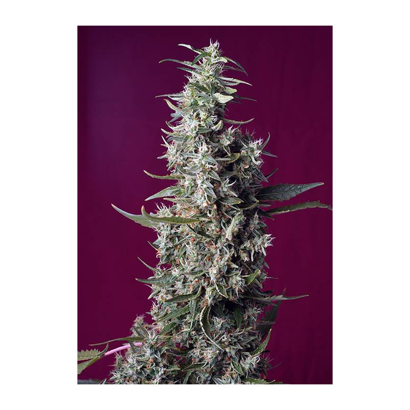 Sweet Cherry Pie - Sweet Seeds