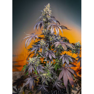 Red Gorilla Girl XL - Autofloraison - Sweet Seeds
