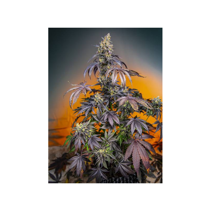 Red Gorilla Girl XL - Autofloraison - Sweet Seeds