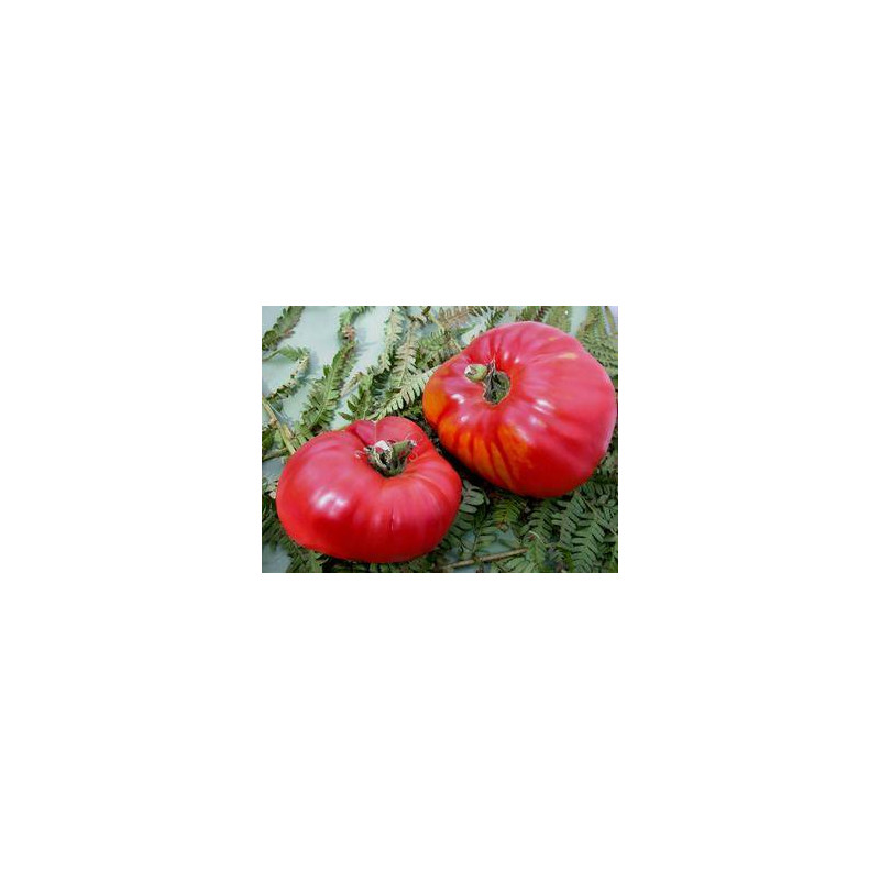 Tomate Rouge German Red Strawberry - Kokopelli Tomate Rouge German Red Strawberry - Kokopelli