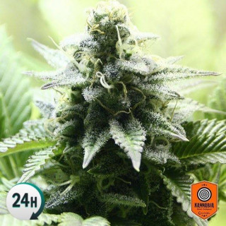 Indica Cream - Kannabia 100 graines