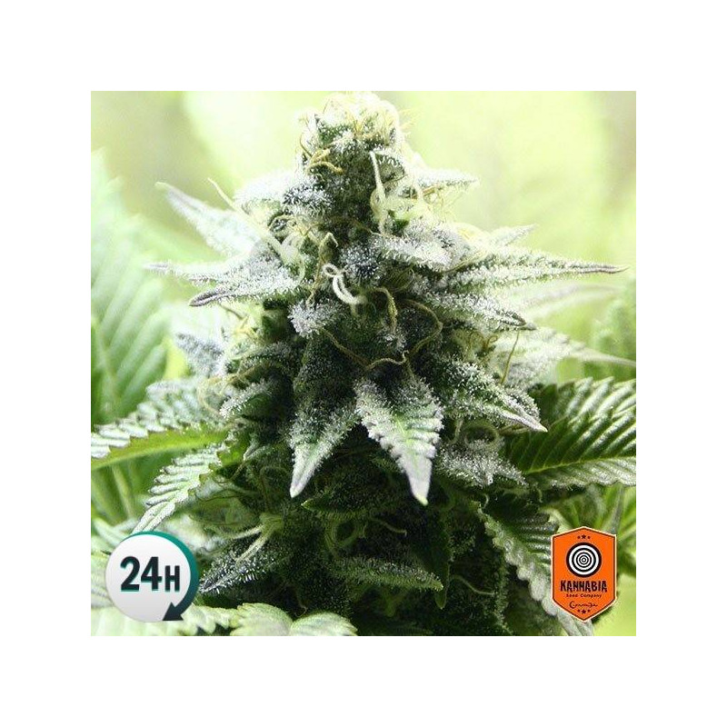 Indica Cream - Kannabia 100 graines