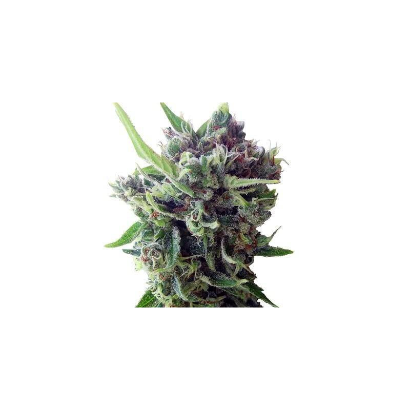 Zamaldelicia Auto - Ace Seeds Zamaldelicia Auto - Ace Seeds