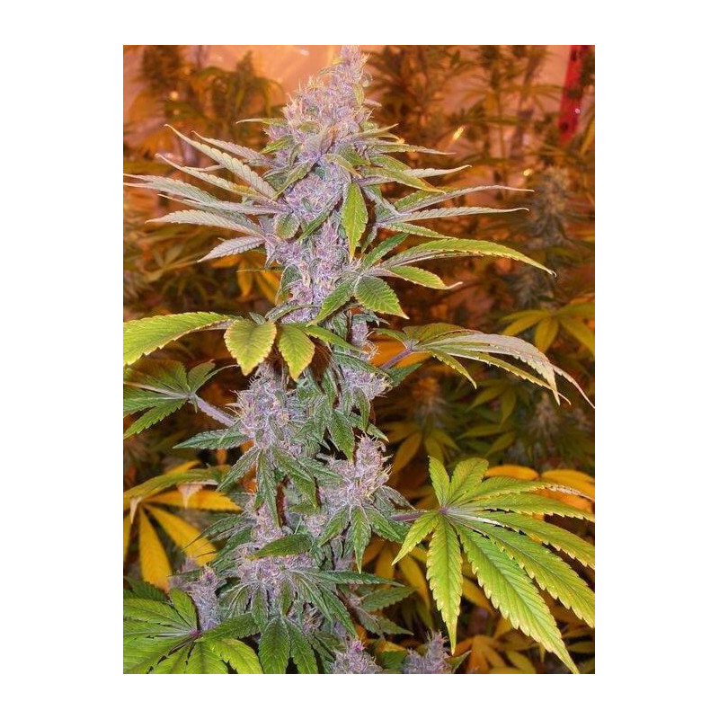 Pakistan Chitral kush - Ace Seeds Pakistan Chitral kush - Ace Seeds