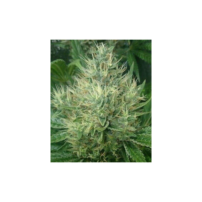 Panama x Bangi haze - Ace Seeds Panama x Bangi haze - Ace Seeds