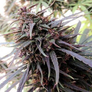 Purple Haze x Malawi - Ace Seeds