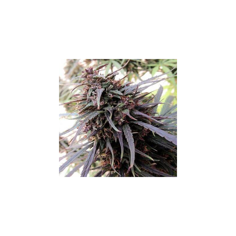 Purple Haze x Malawi - Ace Seeds Purple Haze x Malawi - Ace Seeds