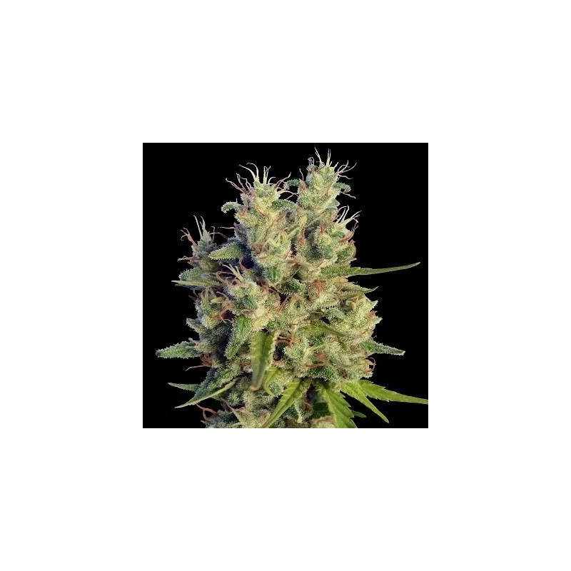 Super Malawi Haze - Ace Seeds Super Malawi Haze - Ace Seeds