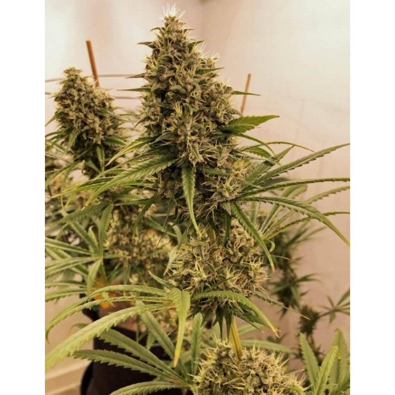 Malawi - Régular - Ace seeds Malawi - Régular - Ace seeds