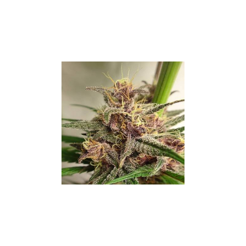 PCK x Kali China - Ace Seeds PCK x Kali China - Ace Seeds