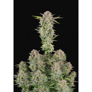 Bruce Banner - Autofloraison - FastBuds
