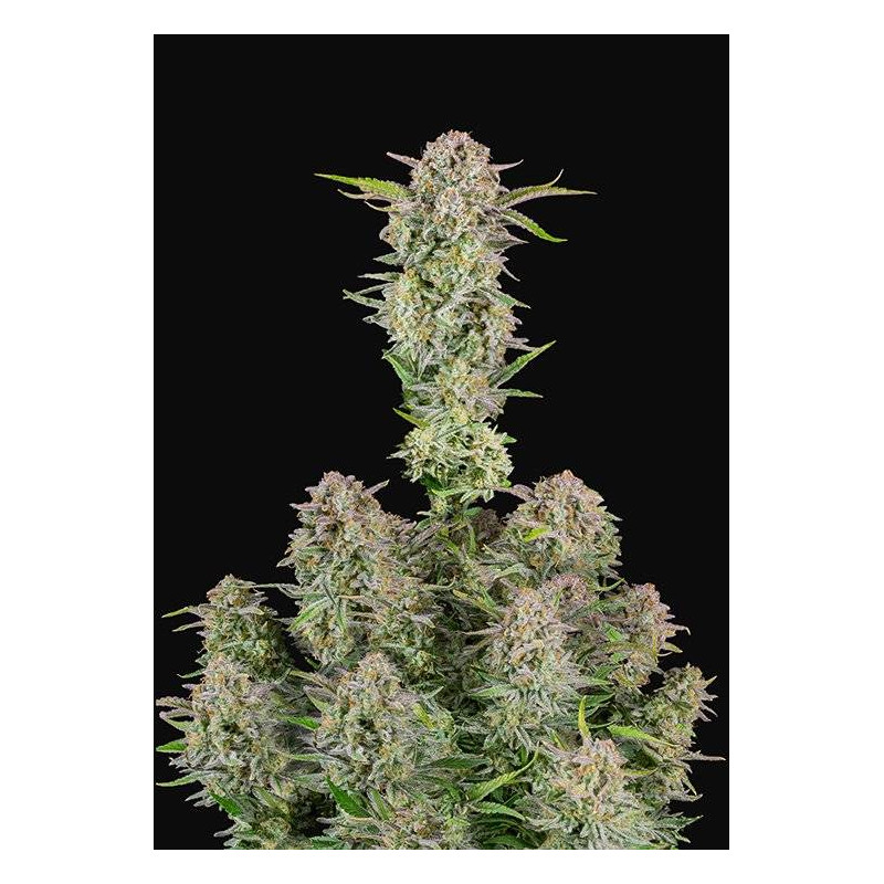 Bruce Banner Auto - Fast' Buds Bruce Banner Auto - Fast' Buds