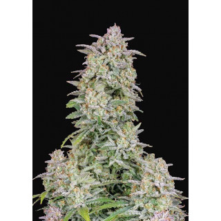 Forbidden Runtz - Autofloraison - FastBuds
