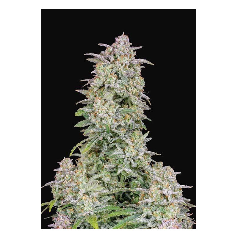 Forbidden Runtz - Autofloraison - FastBuds