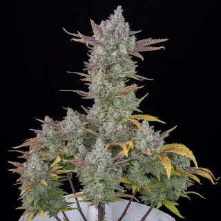 Gorilla Cookies - Autofloraison - FastBuds