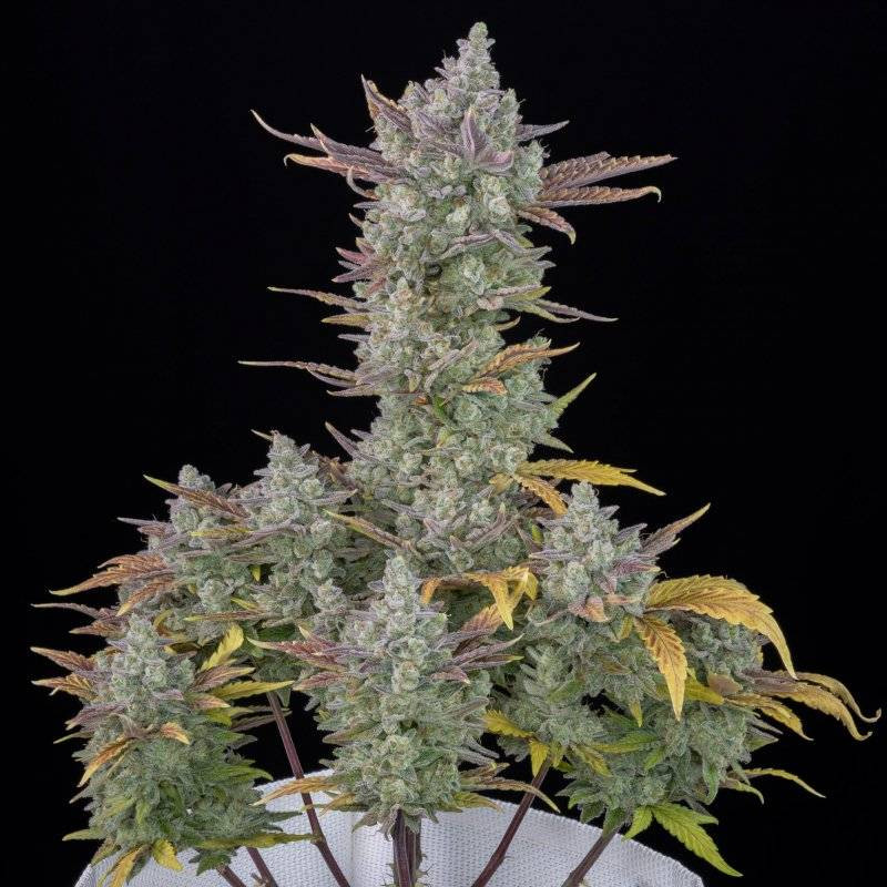 Gorilla Cookies Auto - Fast buds Gorilla Cookies Auto - Fast buds