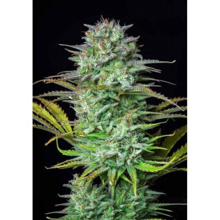 Kosher Cake - Autofloraison - FastBuds