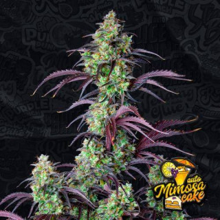 Mimosa Cake - Autofloraison - FastBuds