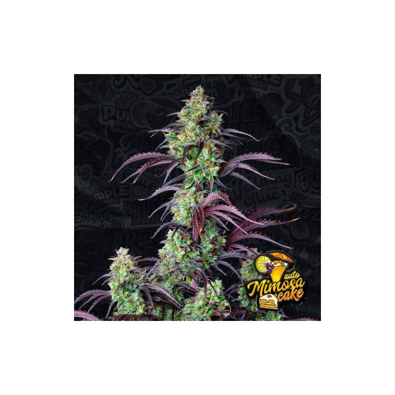 Mimosa Cake - Autofloraison - FastBuds