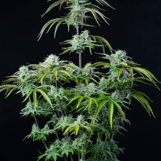 Strawberry Banana - Autofloraison - FastBuds