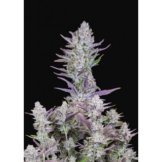 Wedding Glue - Autofloraison - FastBuds
