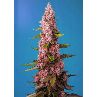 Red Hot Cookies - Féminisée - Sweet Seeds