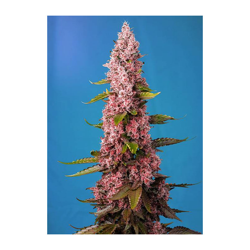 Red Hot Cookies - Féminisée - Sweet Seeds