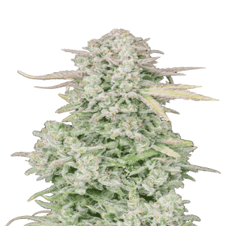 Trainwreck - Autofloraison - FastBuds