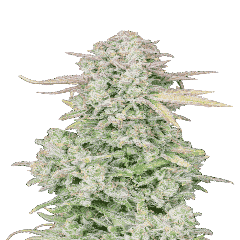 Trainwreck - Autofloraison - FastBuds