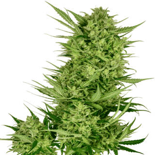 Buttercream Gelato - Sensi Seeds Graines de Collection