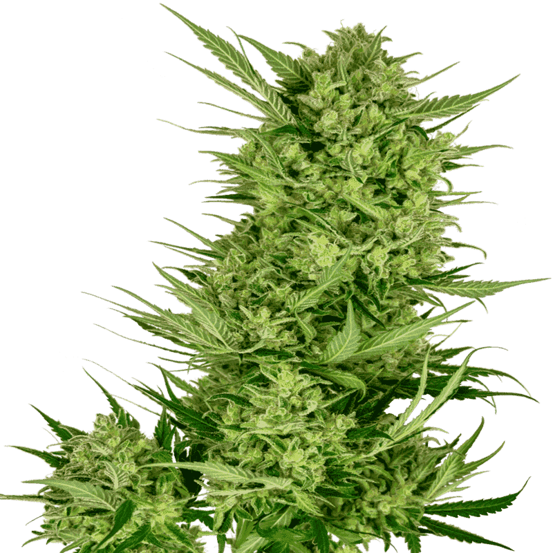 Buttercream Gelato - Sensi Seeds Graines de Collection Buttercream Gelato - Sensi Seeds Graines de Collection