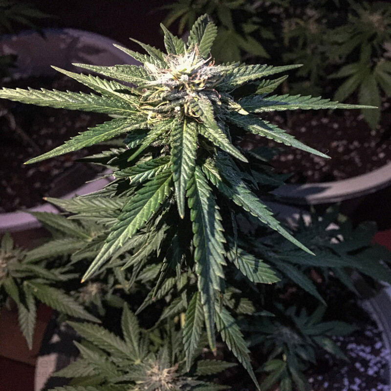 Zkittlez - Féminisée - Medical Seeds - Graines de Collection Zkittlez - Féminisée - Medical Seeds - Graines de Collection