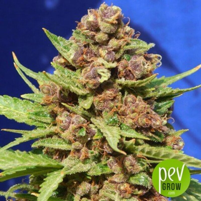Cookies Purple Punch - Féminisée - Medical Seeds - Graines de Collection Cookies Purple Punch - Féminisée - Medical Seeds - Graines de Collection
