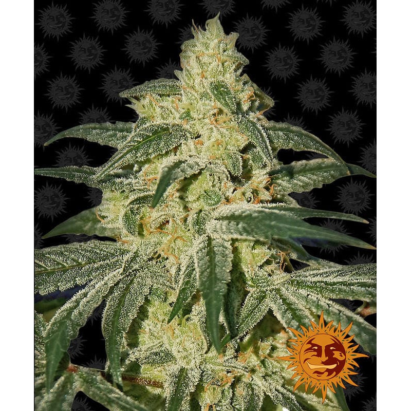 Afghan Hash Plant - Regular - Barney's Farm Afghan Hash Plant - Regular - Barney's Farm