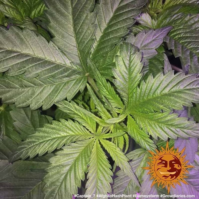 Afghan Hash Plant - Regular - Barney's Farm Afghan Hash Plant - Regular - Barney's Farm