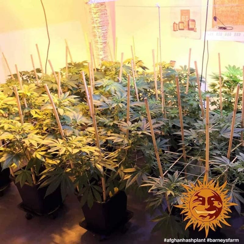 Afghan Hash Plant - Regular - Barney's Farm Afghan Hash Plant - Regular - Barney's Farm