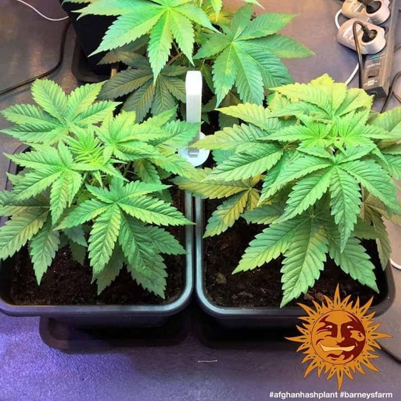 Afghan Hash Plant - Regular - Barney's Farm Afghan Hash Plant - Regular - Barney's Farm