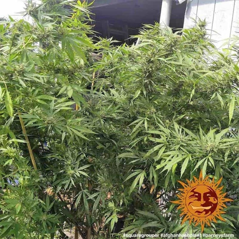 Afghan Hash Plant - Regular - Barney's Farm Afghan Hash Plant - Regular - Barney's Farm