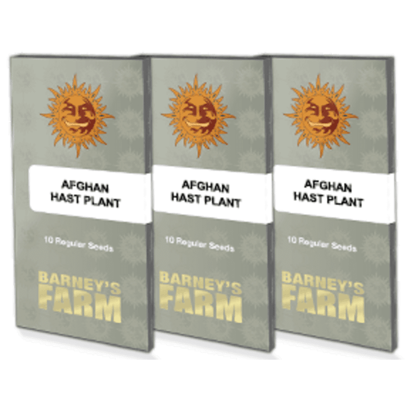 Afghan Hash Plant - Regular - Barney's Farm Afghan Hash Plant - Regular - Barney's Farm