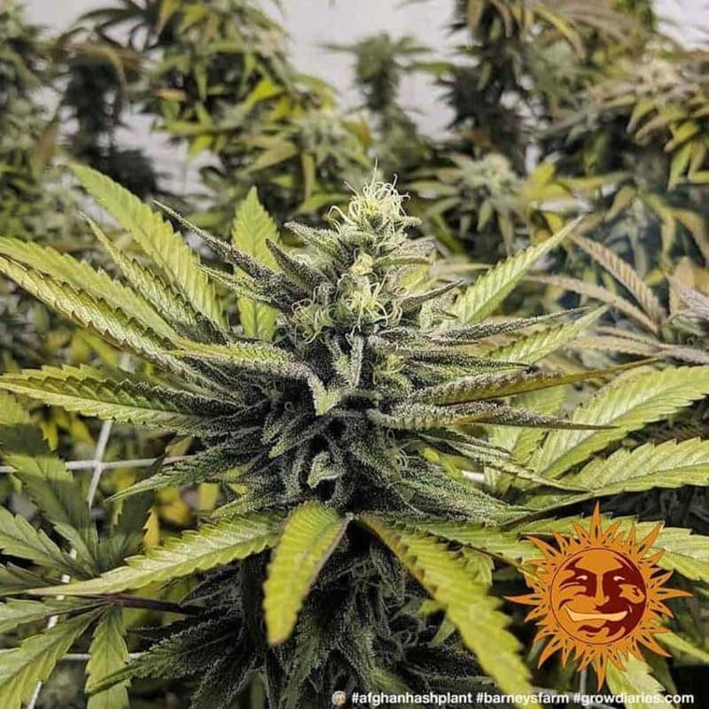 Afghan Hash Plant - Regular - Barney's Farm Afghan Hash Plant - Regular - Barney's Farm