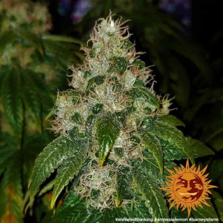 Amnesia Lemon - Barney's Farm