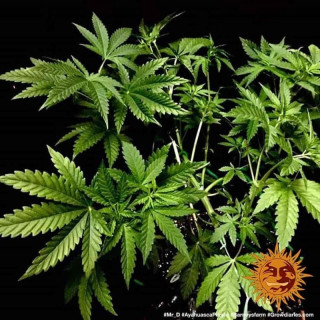 Ayahuasca Purple - Barney's Farm