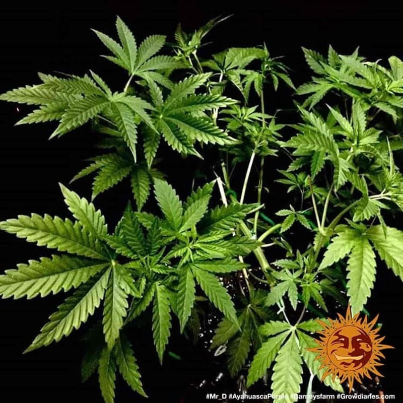 Ayahuasca Purple - Barney's Farm Ayahuasca Purple - Barney's Farm