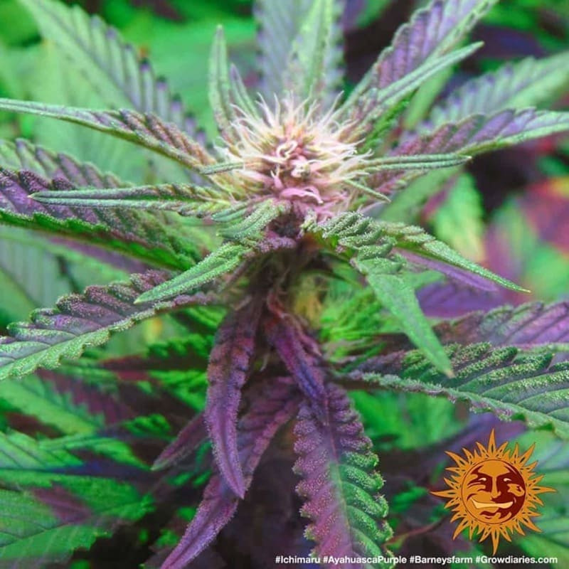 Ayahuasca Purple - Barney's Farm Ayahuasca Purple - Barney's Farm