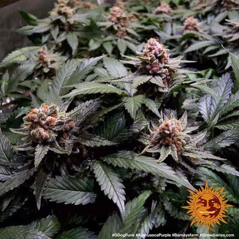 Ayahuasca Purple - Barney's Farm Ayahuasca Purple - Barney's Farm