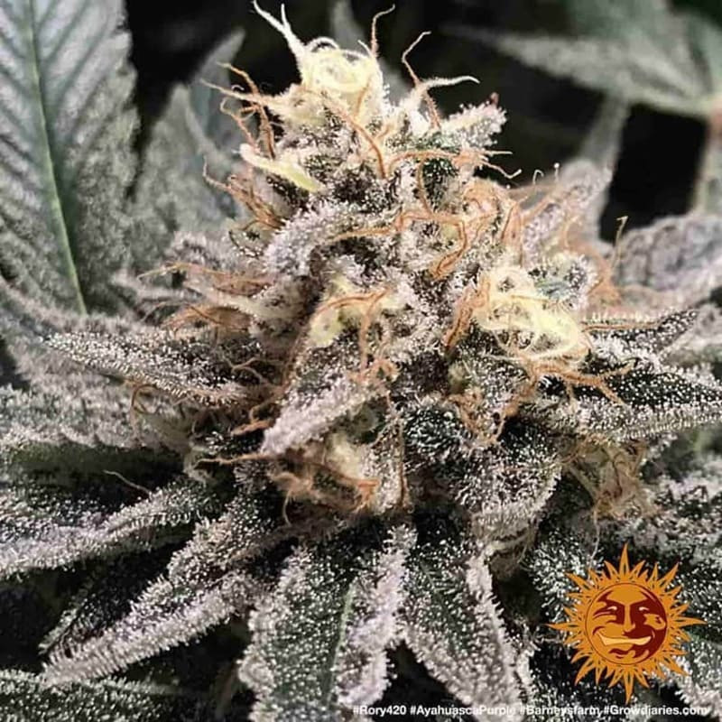 Ayahuasca Purple - Barney's Farm Ayahuasca Purple - Barney's Farm