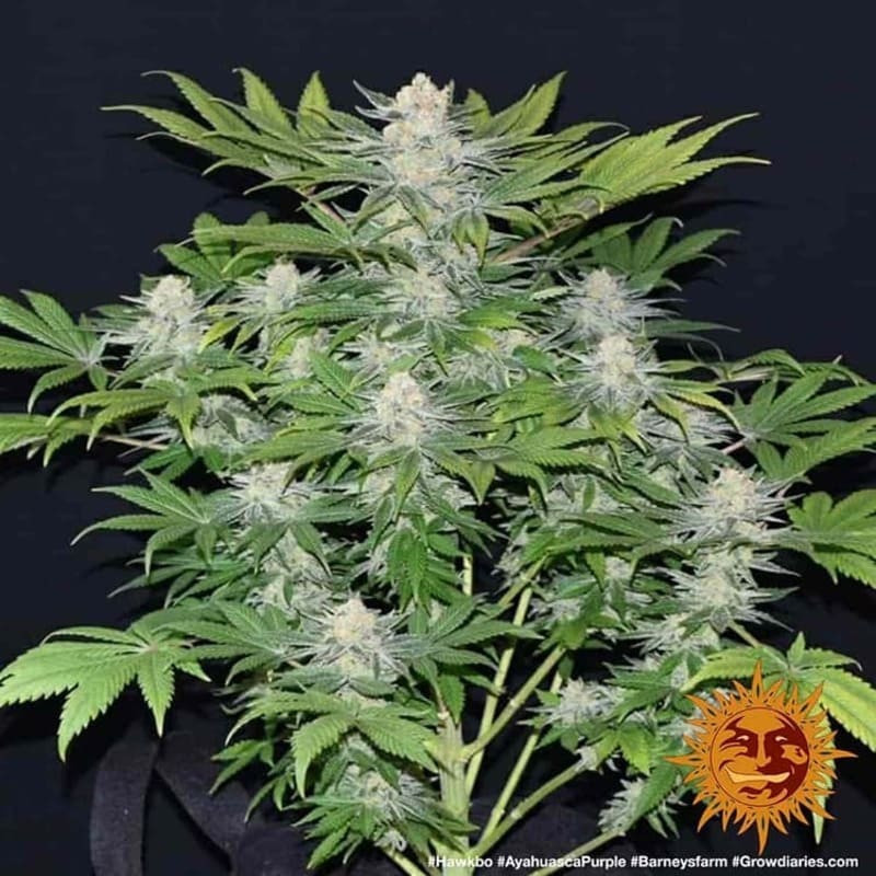 Ayahuasca Purple - Barney's Farm Ayahuasca Purple - Barney's Farm