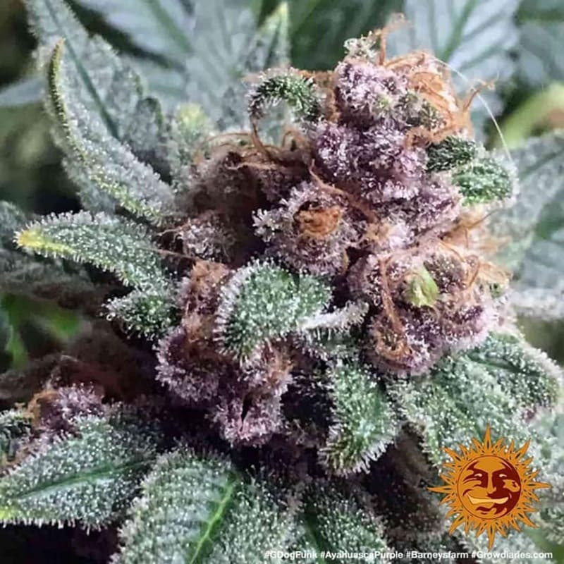 Ayahuasca Purple - Barney's Farm Ayahuasca Purple - Barney's Farm